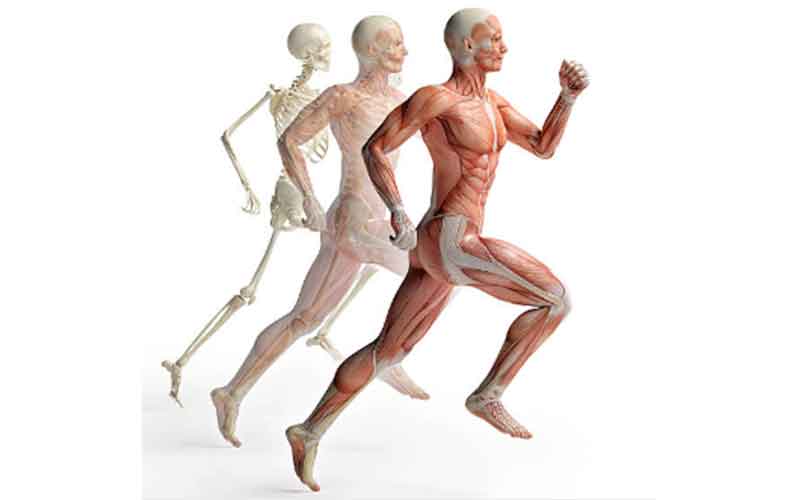 MuscularSkeletal Systems